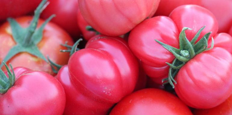 Голяма заплаха за българския розов домат. Губим го!